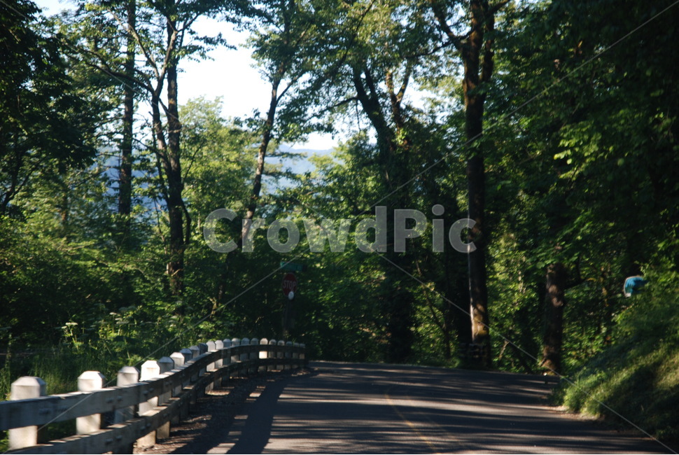 숲길,나무,도로,녹음,빛,woods,trees,road,shade,light