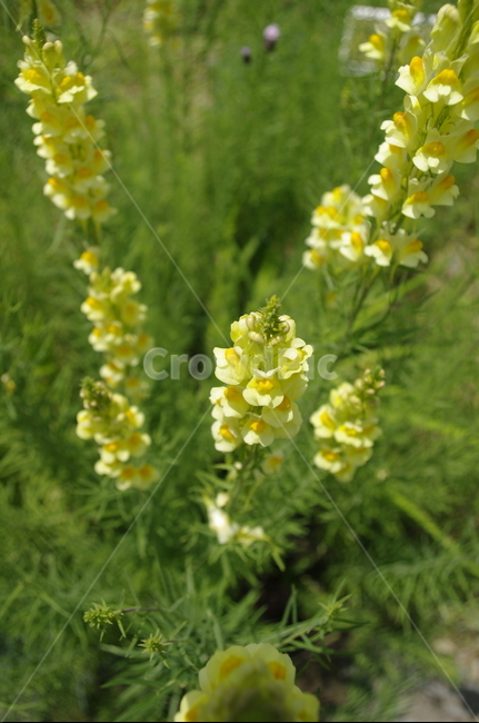 꽃,flower,식물,plant,계절,봄,spring,식물,자연,plants,nature,꽃,flower