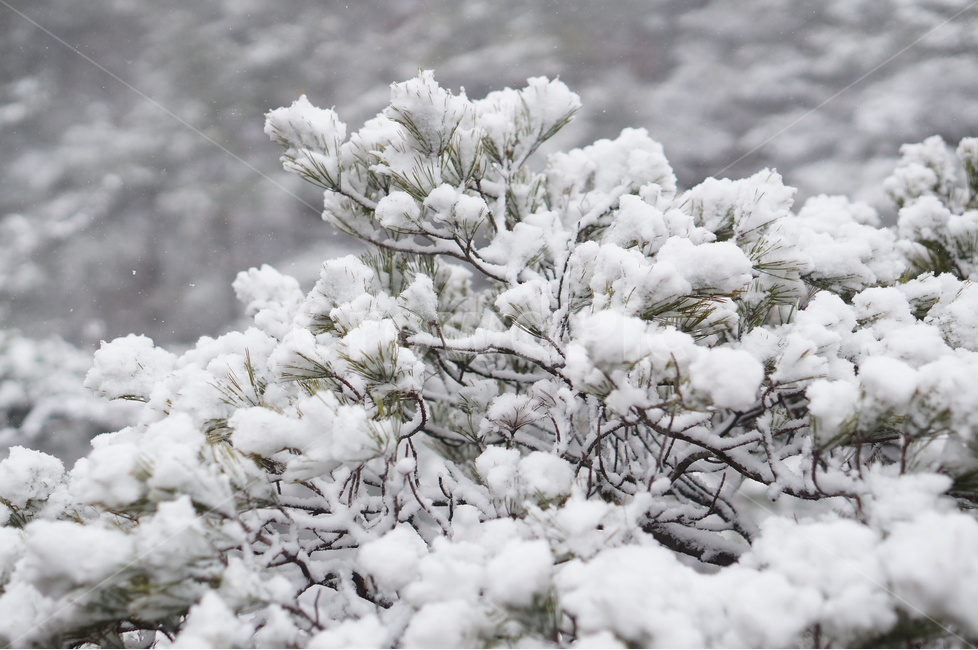 용봉산,겨울,눈,풍경,소나무,눈송이,겨울,계절,winter,season,식물,자연,plants,nature