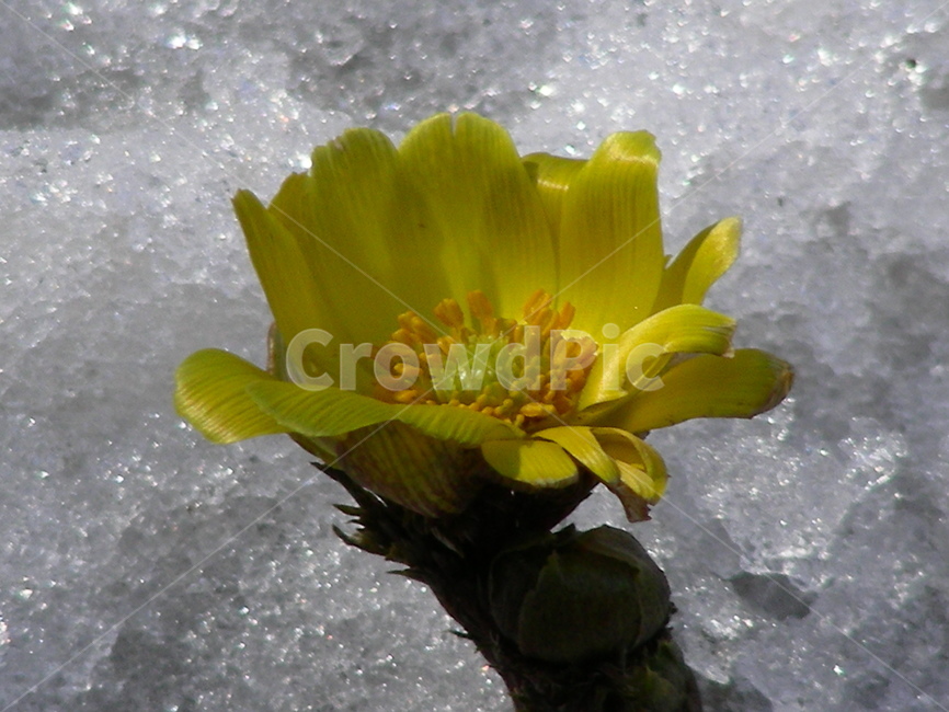 복수초,눈,꽃,접사,겨울속봄,식물,자연,plants,nature,꽃,flower