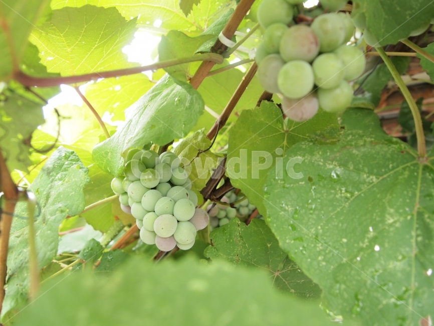 포도,열매,나무,덜익은,청포도,식물,자연,plants,nature,과일,열매,fruit