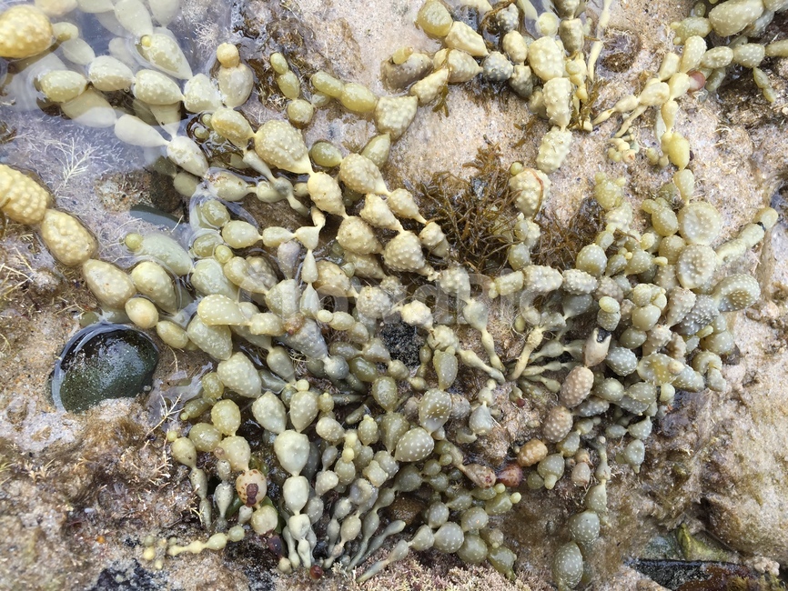 바닷물,바다,해조류,물,호주,자연,풍경,nature,landscape,plant,식물