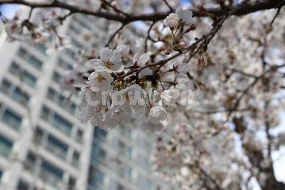 꽃,풍경,색감,시원함,청량함,부드러움,도시,풍경,city,landscape,식물,자연,plants,nature,꽃,flower,plant,blossom,cherry blossom,벚꽃
