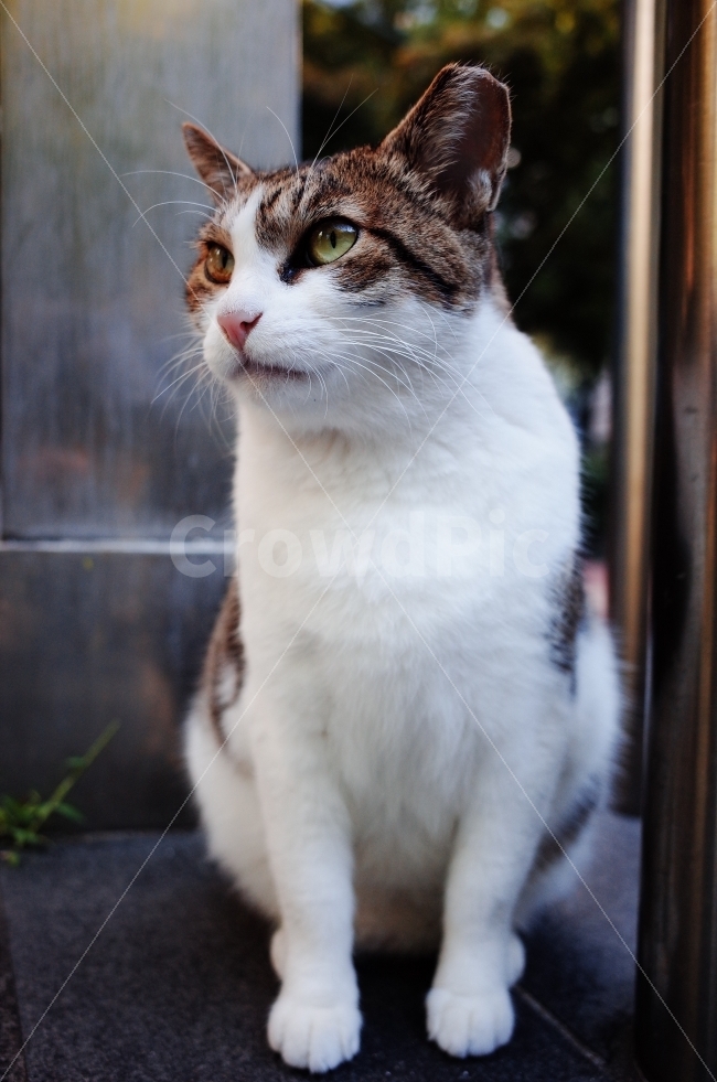 	고양이,길고양이,길냥이,애완동물,반려동물,생명,포유류,야생동물,야생,길짐승,짐승,자연,cat,kitty,kitten,cute,lovely,adorable,pet,animal,street,streetcat,stray,straycat,wild,wildlife,wildcat,wildanimal,nature,natural,beauty,beautiful,예쁜사진,배경화면,바탕화면,감성사진,동물,animal,포유류,mammal,고양이,cat,kitten,kitty