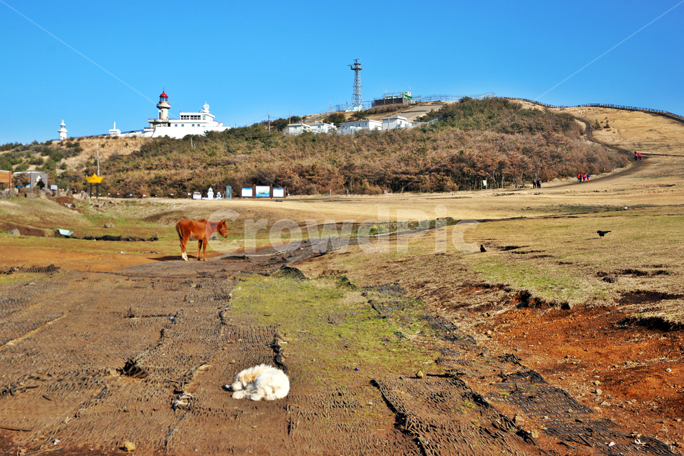 쇠머리오름,우도,제주,올레11코스,섬머리,말,개,등대공원,오름,자연,풍경,nature,landscape,한국자연풍경,한국자연경관,korea nature landscape,제주도,jeju,jeju island,동물,animal,포유류,mammal,개,강아지,dog,doggy