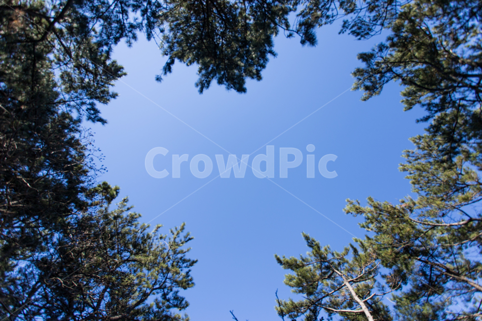 나무,하늘,하트,파란하늘,숲,공원,자연,풍경,nature,landscape,tree,plant,식물,conifer,구과 식물,fir,전나무