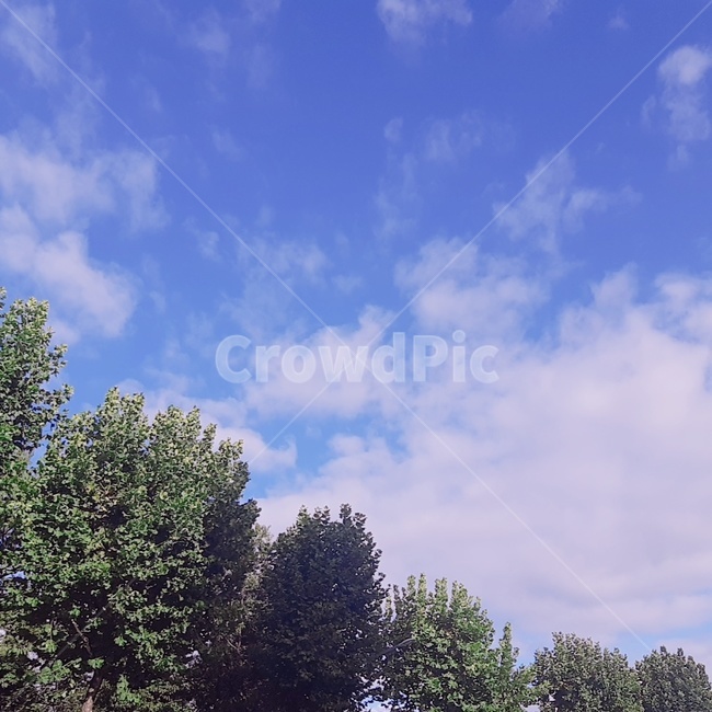 나무,식물,하늘,plant,tree,자연,풍경,nature,landscape