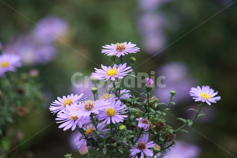 아스타,국화과,montaneaster,aster,flower,식물,자연,plants,nature,꽃,flower