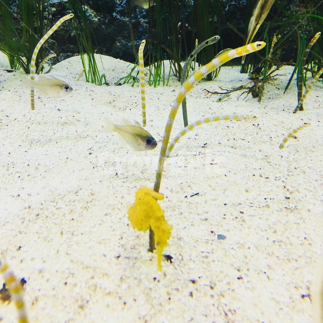 animal,동물,fish,물고기,해마