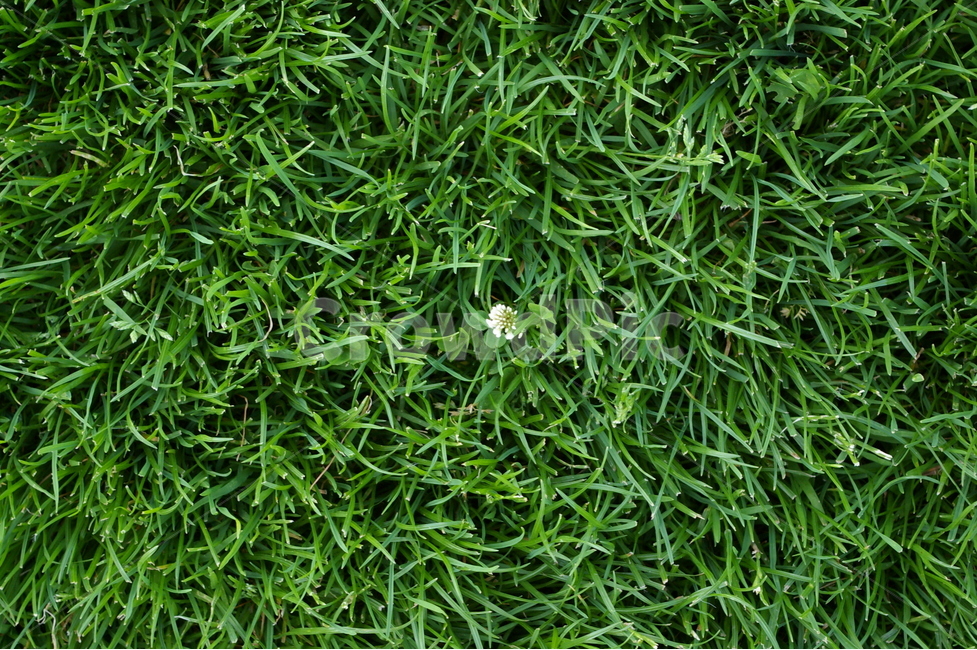 잔디,green,flower,꽃,녹색,하얀색,풀밭,배경,질감,texture,식물,자연,plants,nature,꽃,flower