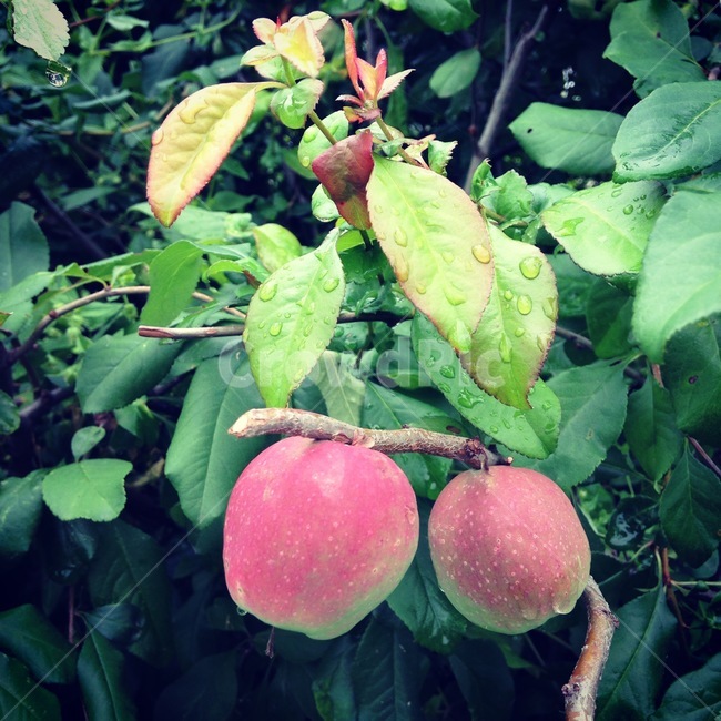 식물,열매,사과,자연,애기사과,식물,자연,plants,nature,과일,열매,fruit