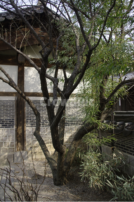 전통,한옥,tradition,자연,nature,나무,한국전통,한국문화,korean traditional,korean culture
