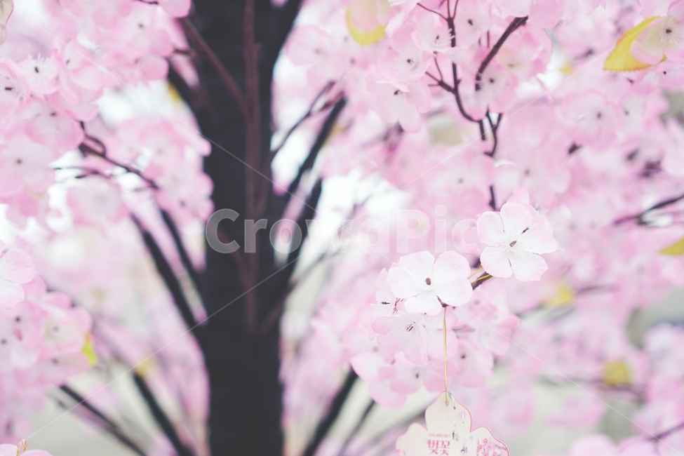 벚꽃,봄,감성,빈티지,봄이미지,풍경,자연,파스텔,사쿠라,벚꽃축제,flowers,계절,분홍,분홍색,pink,감성사진,나들이,봄나들이,벚꽃구경,아웃포커싱,spring,식물,아름다운,꽃축제,배경,바탕,연분홍색,핑크색,우아한,beautiful,예쁜,화려한,가든,정원,garden,season,plants,nature,꽃,힐링,healing,배경흐림,휴식,사람없음,따뜻한