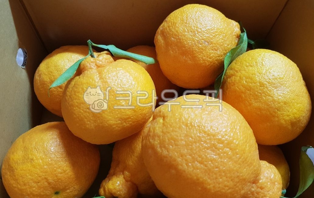 mandarin,citrus fruits,Fruit,fruit,yellow,jeju island,box,Hallabong,Orange,food,vitamin,citrusfruit,orange,leaves