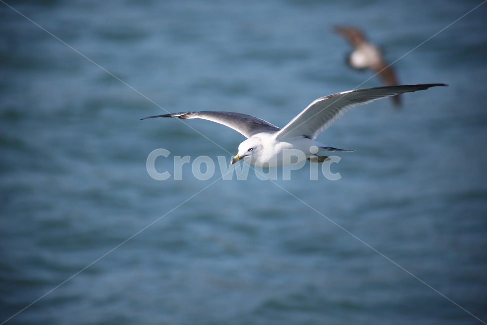 갈매기,바다새,대형조류,commongull,mewgull,laruscrassirostris,괭이갈매기,동물,animal,조류,새,birds
