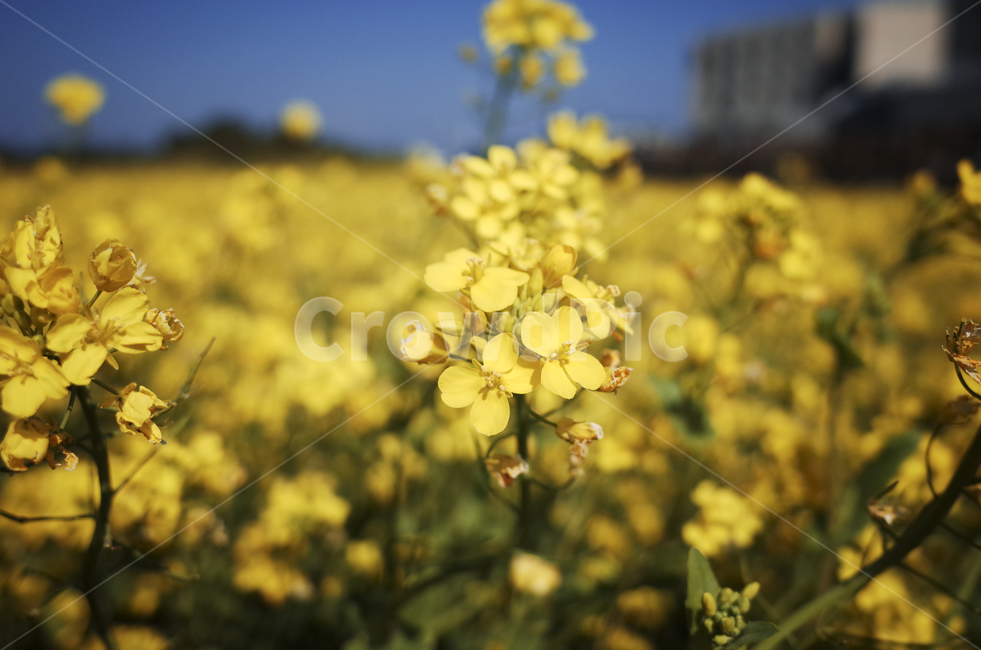 유채꽃,유채,plant,식물,flower,꽃,yellow,green,봄꽃,노란꽃,노란,초록,노랑,봄,계절,spring,season,식물,자연,plants,nature,꽃,flower