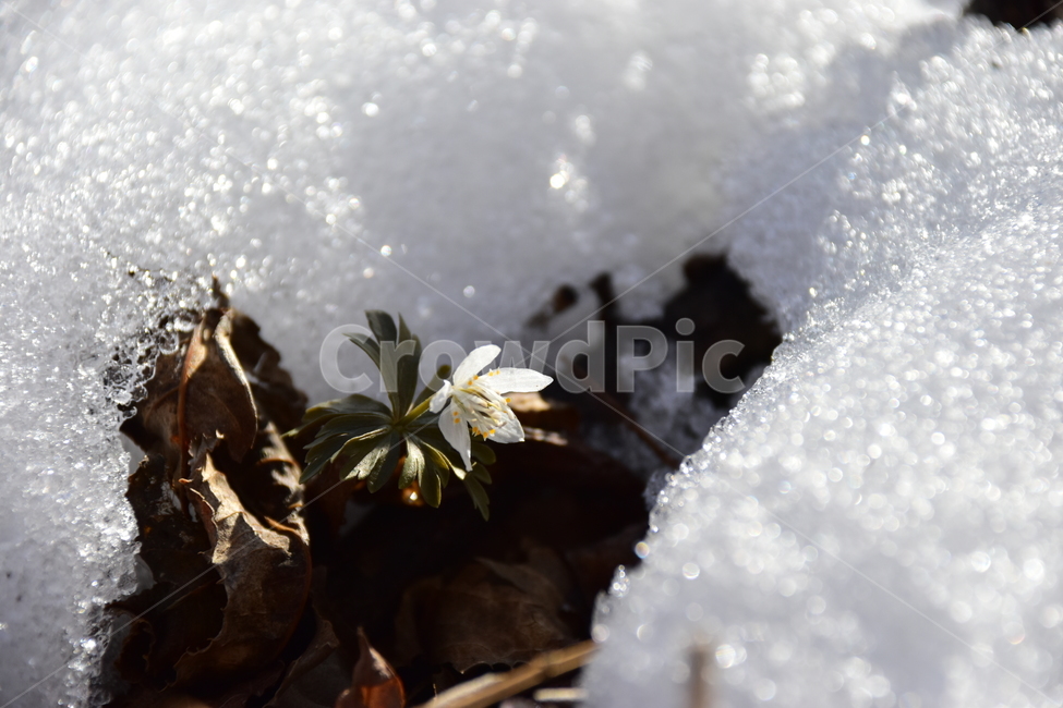 너도바람꽃,야생화,봄,눈,설중,꽃,풀꽃,자연,식물,식생,감성,힐링,plants,nature,spring,season,flower,emotion,feeling,흰색,초본,너도바람꽃속