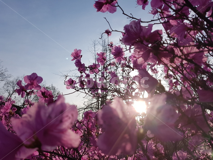 자연,봄,진달래,꽃,배경,핑크,하늘,봄,계절,spring,season,식물,자연,plants,nature,꽃,flower,plant