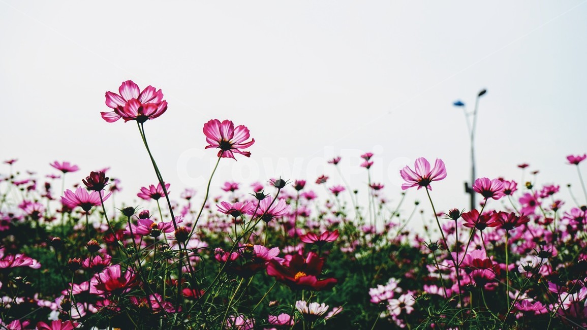 코스모스,가을,축제,꽃,분홍,식물,자연,plants,nature,꽃,flower
