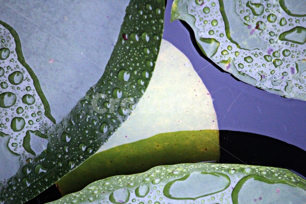 연잎,우중,인연,영원회귀,고요,식물,자연,plants,nature
