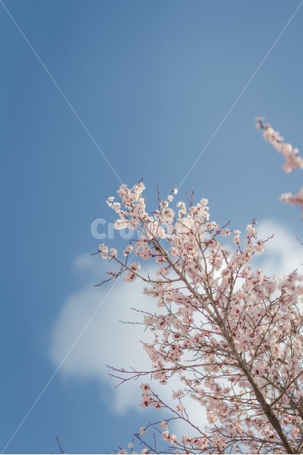 꽃,봄,벚꽃,설렘,사랑,연애,데이트,봄,계절,spring,season,식물,자연,plants,nature,꽃,flower,plant,blossom