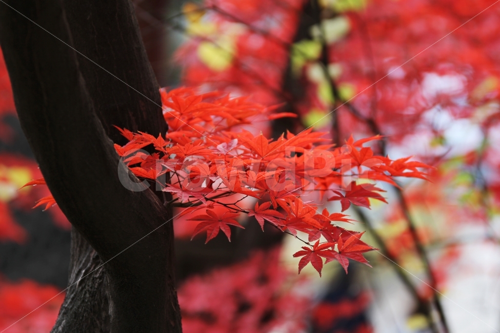 단풍나무,단풍잎,가을사진,감성사진,가을,가을,계절,fall,autumn,season,식물,자연,plants,nature,나무,trees,wood,leaf,잎,plant,tree,maple,단풍
