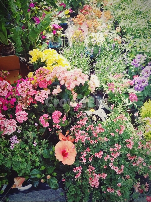꽃밭,꽃,flower,예쁘다,정원