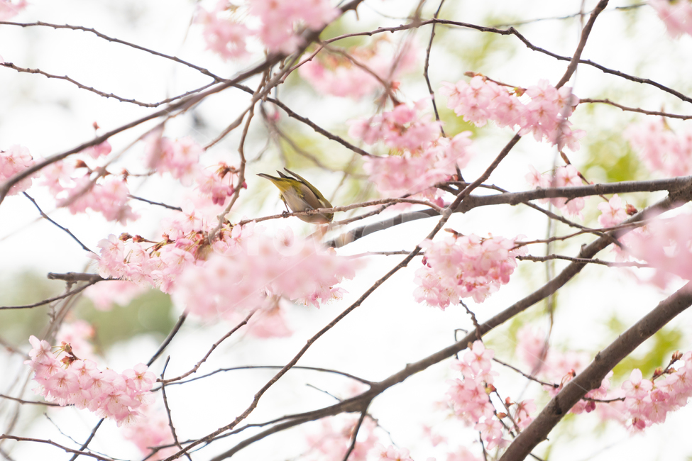 봄,벚꽃,새,조류,자연,봄꽃,핑크,봄,계절,spring,season,식물,자연,plants,nature,꽃,flower,동물,animal,조류,새,birds,plant,cherry blossom,blossom