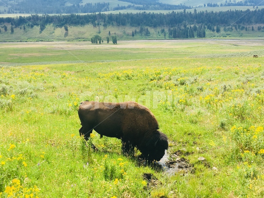 초원,바이슨,bison,동물,wildlife,동물,animal,포유류,mammal