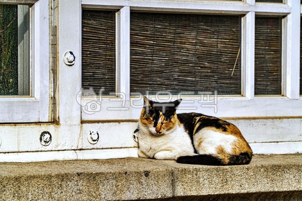 windowframes,calico cat,alleycat,windowledge,tricoloredcat,Pets,Korean Shorthair,stray cat,windowsill,mammal,cat,nose short,abandoned cat,animal,window,mammalia,window frame,pet