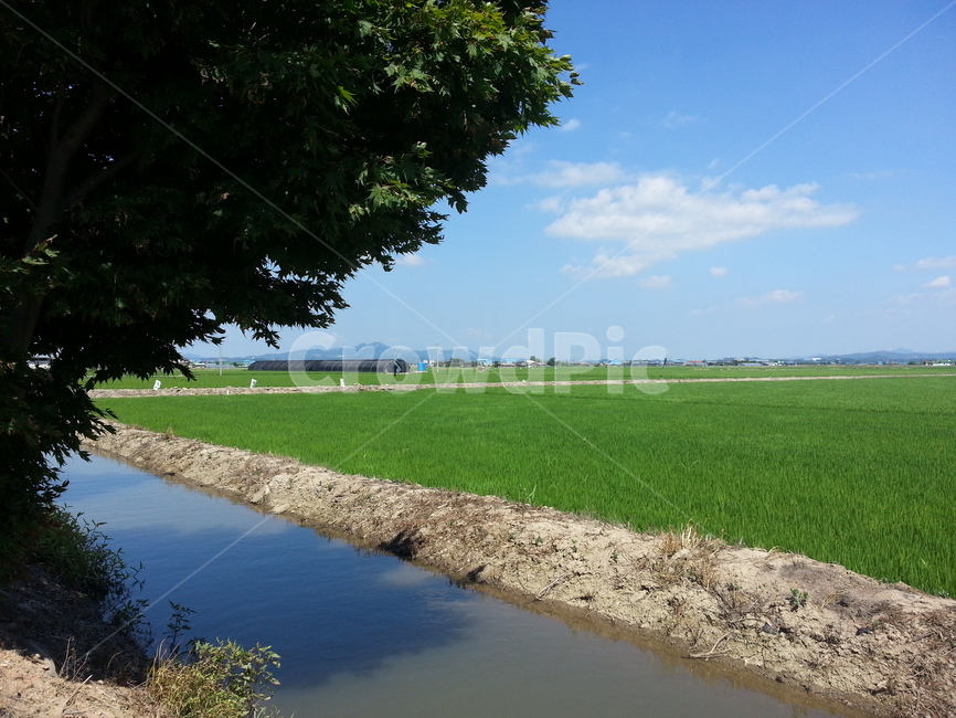 시골,하늘,맑음,벼,논,풍경,자연,편안,한적,sky,농사,농업,자연,풍경,nature,landscape,산업,industry,industrial,농업,농사,agriculture,farming,farming industry,ditch,도랑