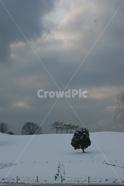 nature,자연,outdoors,옥외,weather,날씨,눈,나홀로나무,왕따나무,겨울,계절,winter,season,자연,풍경,nature,landscape