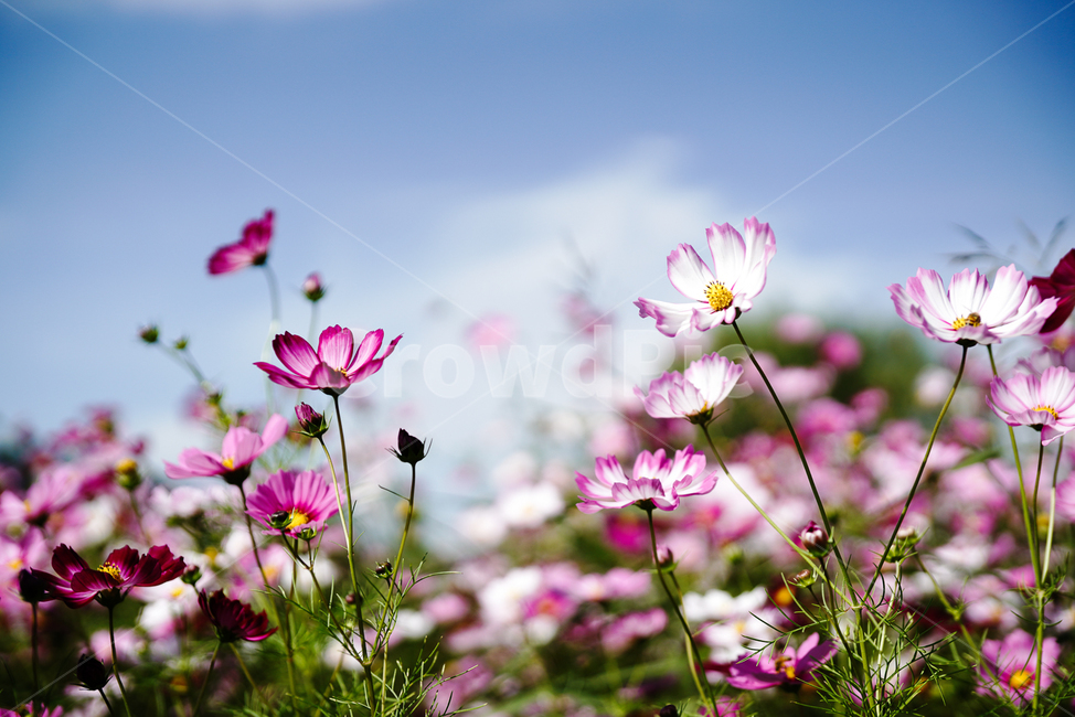 가을,코스모스,하늘,자연,꽃,autumn,cosmos,nature,sky,flower,가을,계절,fall,autumn,season,식물,자연,plants,nature,꽃,flower,plant,spring,봄,geranium,제라늄,blossom,petal,꽃잎