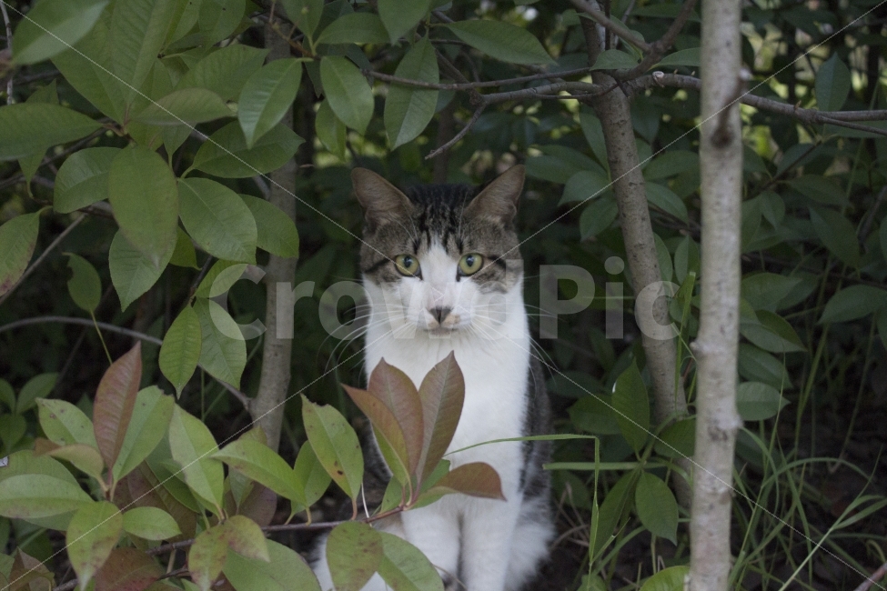 고양이,동물,풀숲,귀여운,cat,그린,귀여운동물,눈동자동물,anima,l포유류,mammal,kittenkitty,고양이정면,정면사진,심오한,수풀,캣맘,정면,냐옹이,냥이,나비,길고양이,animal,포유류,새끼,표정,감정,emotion,빛,그림자,햇빛,light,sunshine,kitten,kitty,sensible,feeling,록,풀,푸르른,green,식물,자연,plants,nature,feelingemotion,lovelycat,feelingcat,동물,animal,포유류,mammal,고양이,cat,kitten,kitty