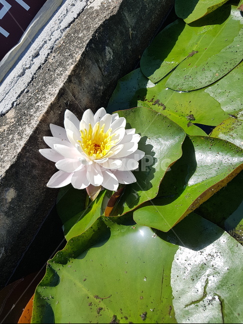 연꽃,여름,숲,꽃,순수,수생식물