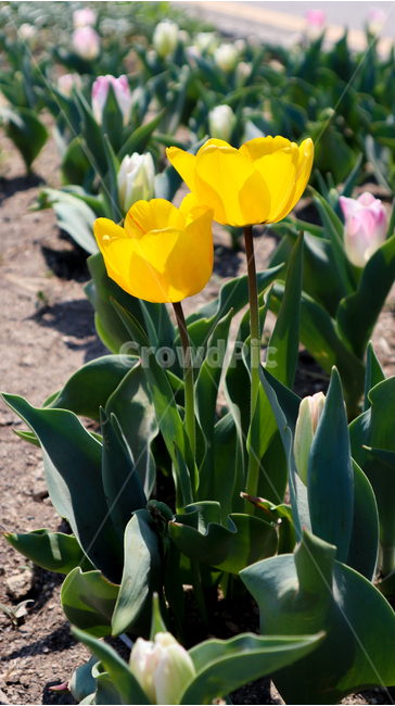 튤립,봄,봄꽃,튤립축제,spring,season,식물,자연,yellow,노랑,노란색,flower,화사한,feeling,korea,plant,tulip,화려한,축제
