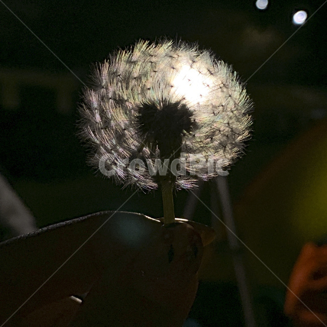 민들레,민들레홀씨,홀씨,dandelionpuffs,식물,한국식물,plants