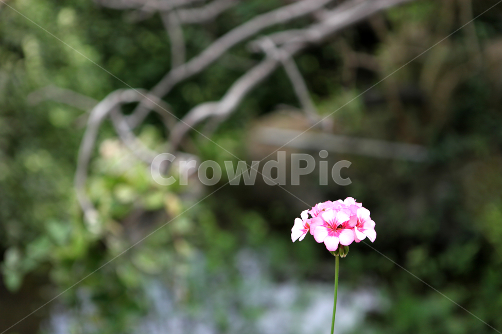 flower,blossom,꽃,plant,식물,식물,자연,plants,nature,꽃,flower