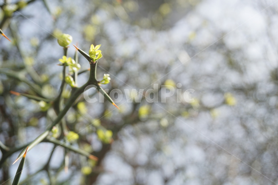 봄,4월,탱자나무,탱자나무가시,연두색,녹색,새순,봄,계절,spring,season,식물,자연,plants,nature,plant,bud,싹,blossom,꽃,sprout,새싹,flower