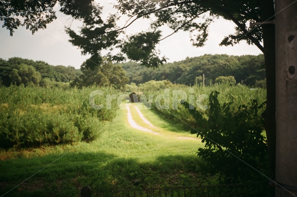 식물,plant,초목,outdoors,자연,풍경,필름,자연,풍경,nature,landscape,옥외,vegetation