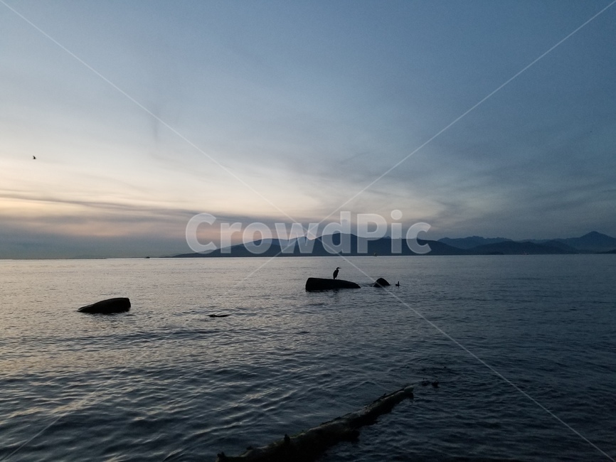 nature,자연,바다,새,캐나다