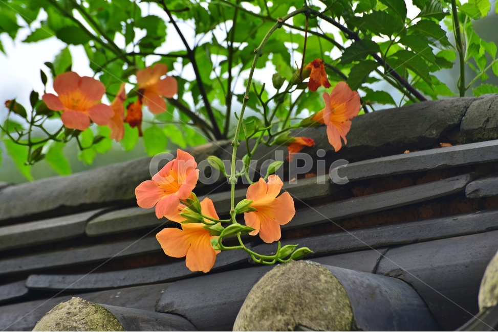 plant,식물,blossom,flower,꽃,능소화,능소화꽃,담장,기와,식물,자연,plants,nature,꽃,flower