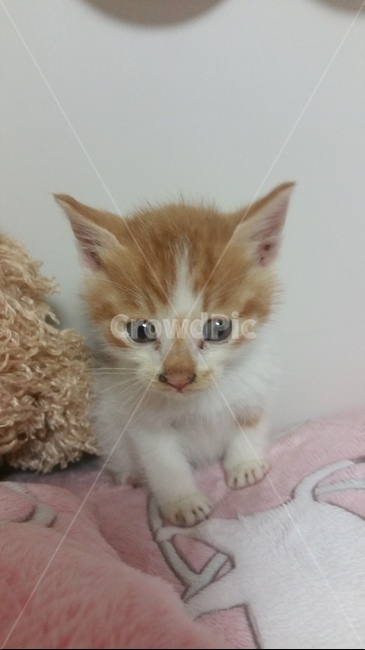 고양이새끼,고양이,pet,애완동물,동물