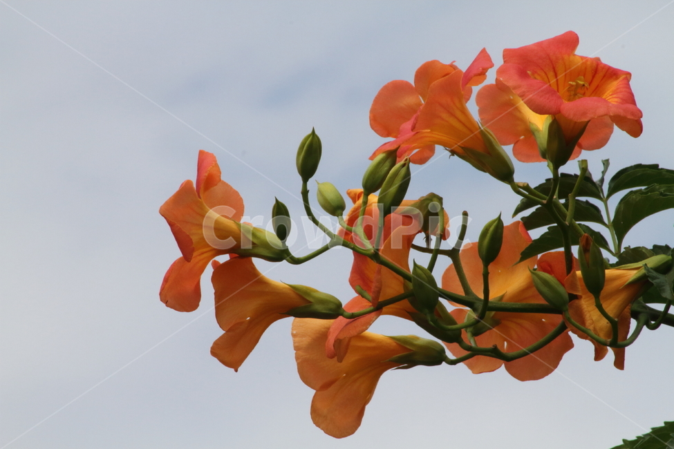 능소화,금등화,꽃,식물,chinesetrumpetcreeper,식물,자연,plants,nature,꽃,flower