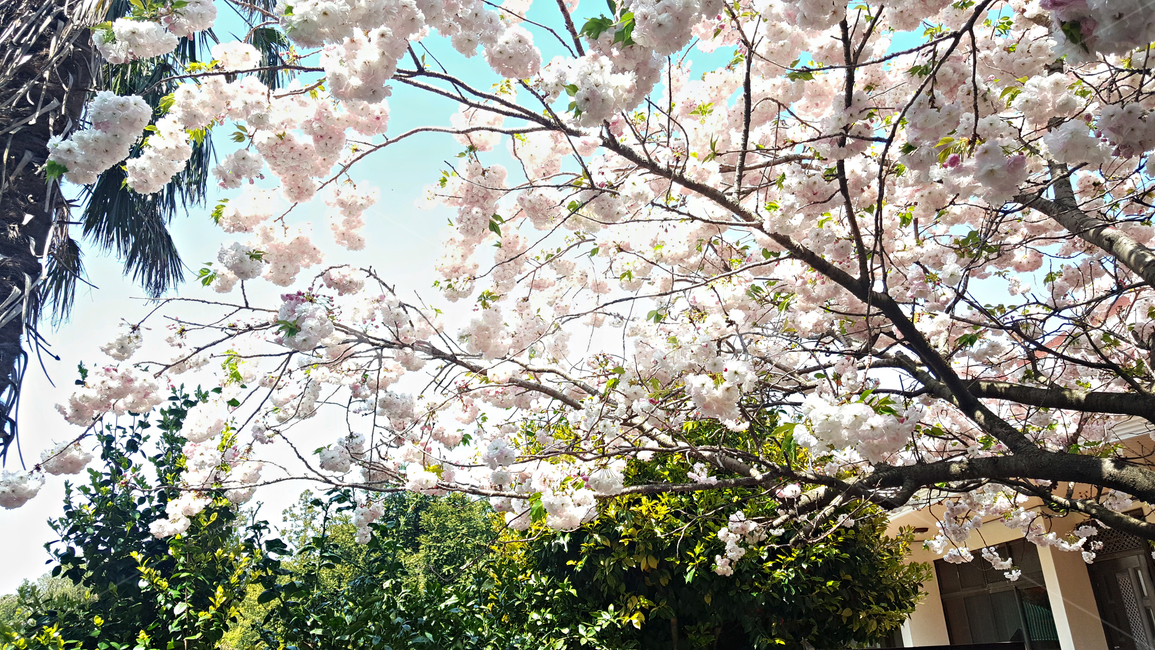 벚꽃,꽃,flower,식물,blossom,plant