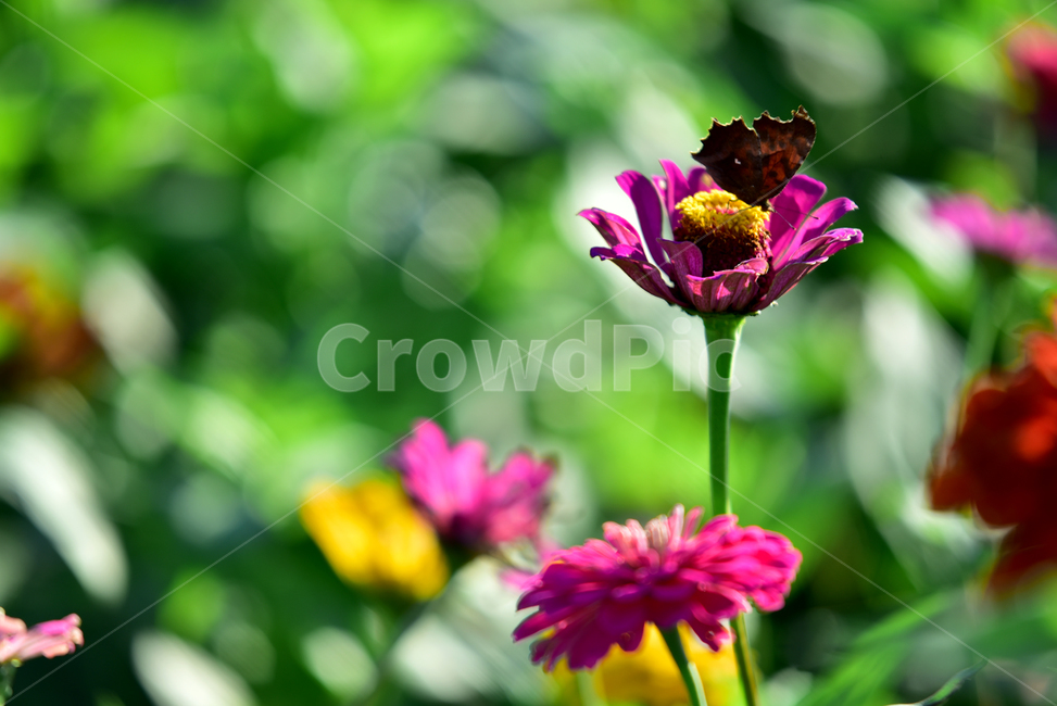 백일홍,꽃,식물,플라워,나비,곤충,꽃잎,백일초,flower,blossom,plants,butterfly,식물,자연,plants,nature,꽃,flower