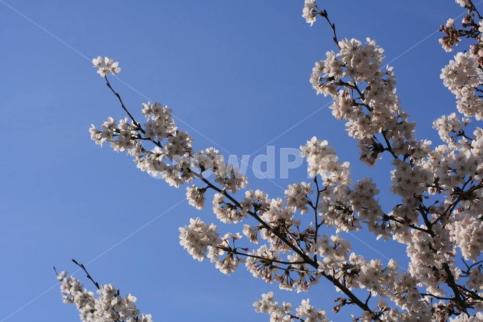 나무,벚꽃,하늘,파란색,푸른,봄,꽃잎,자연,plant,식물,flower,꽃,blossom,식물,자연,plants,nature,꽃,flower