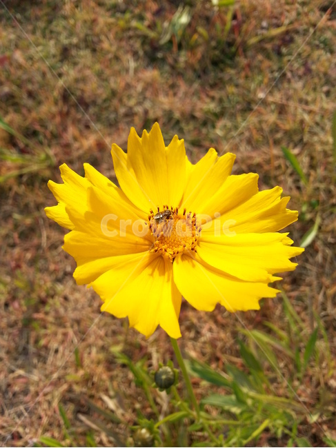 식물,pollen,plant,flower,yellow,식물,자연,plants,nature