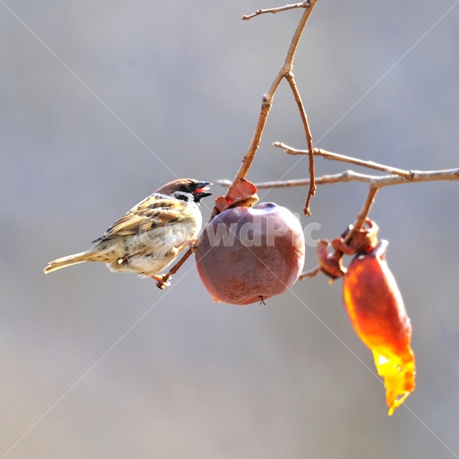 참새,쪽돌의사진세상,사립문,새,방앗간,쪽돌,겨울,계절,winter,season,동물,animal,조류,새,birds,과일,열매,fruit
