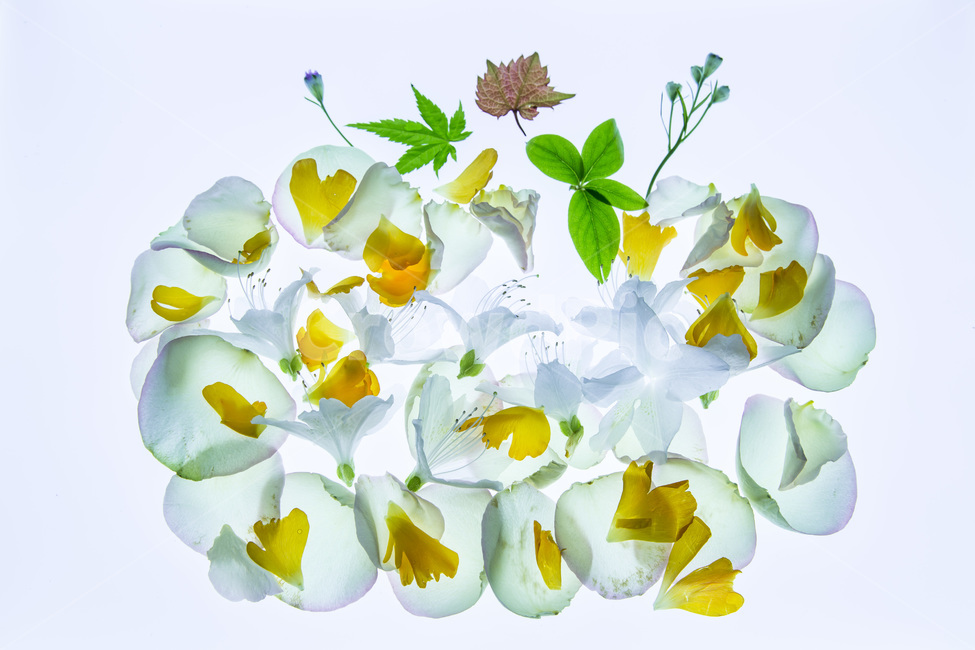 꽃잎,감성,봄,생명,자연,식물,자연,plants,nature,꽃,flower,누끼,remove background